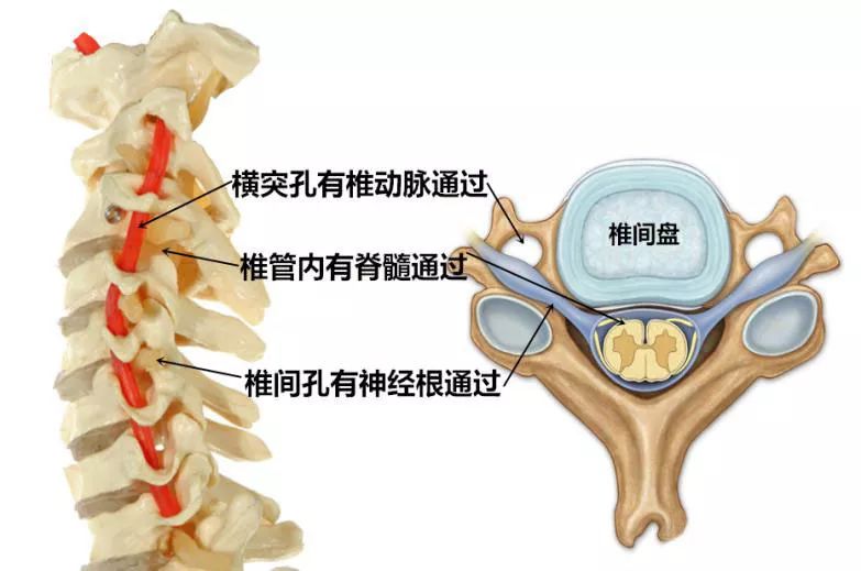 颈椎生理解剖图片