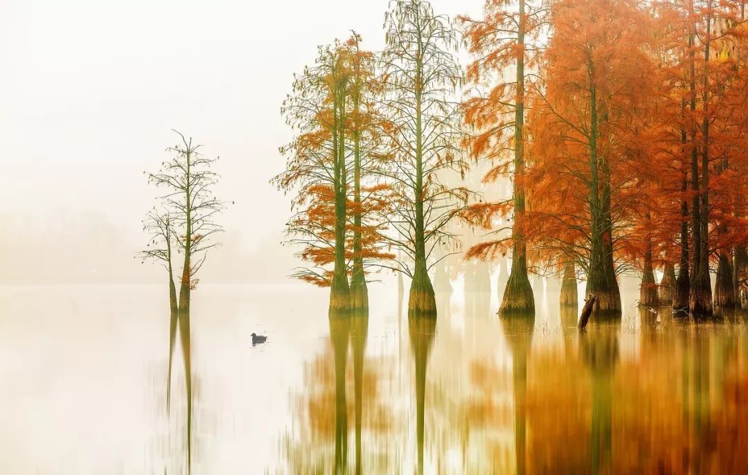 金陵风景好百年石像路千年黄栋树深秋去南京秘境摄秋色大片