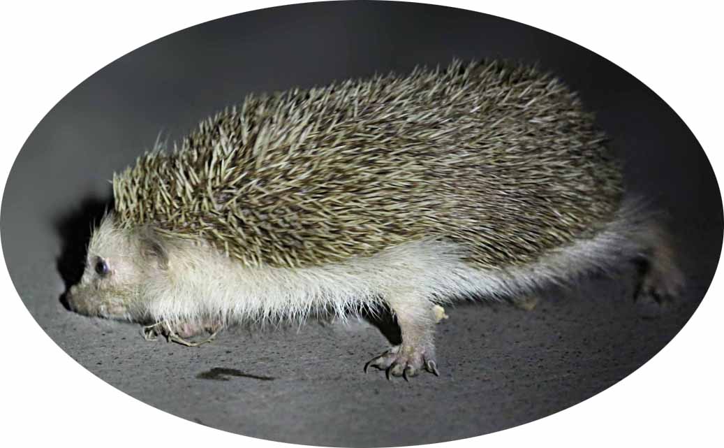 原创刺猬是什么样的动物?