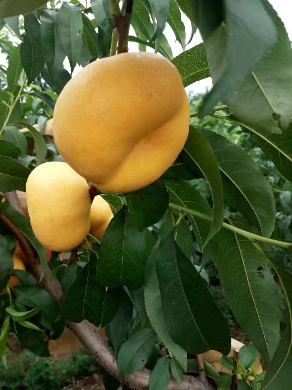 盘点黄油蟠桃树苗缺点介绍