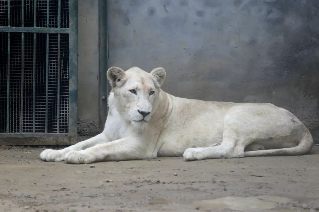 珍稀白狮安家郑州市动物园:国庆将亮相