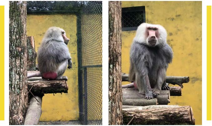 園位於景德鎮浮樑縣壽安鎮,是集野生動物觀賞及喀斯特地貌地下溶洞