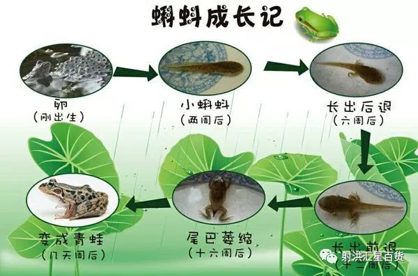 围观睿旺青蛙卖到汇星超市啦