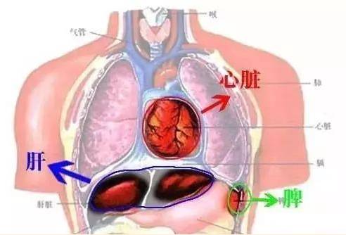 肋骨淋巴结图片