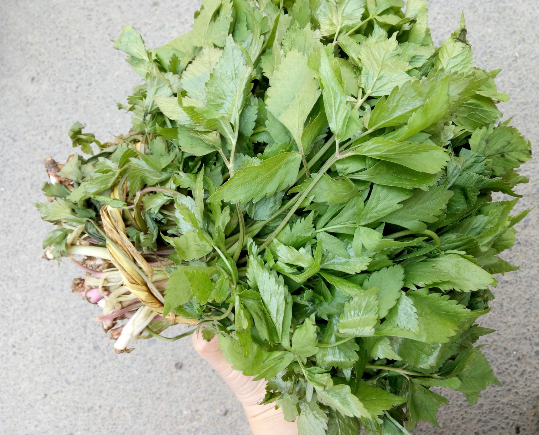 舌尖上的长白山——不一样的芹菜,大叶芹_山芹
