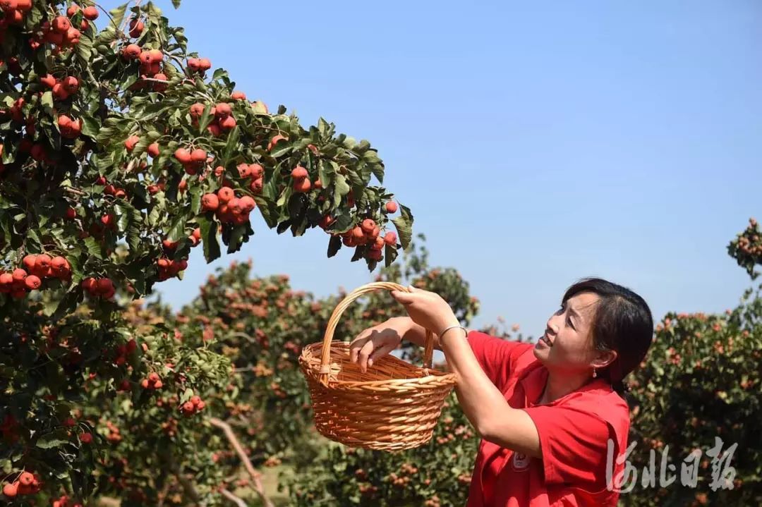 河北清河:山楂丰收采摘忙
