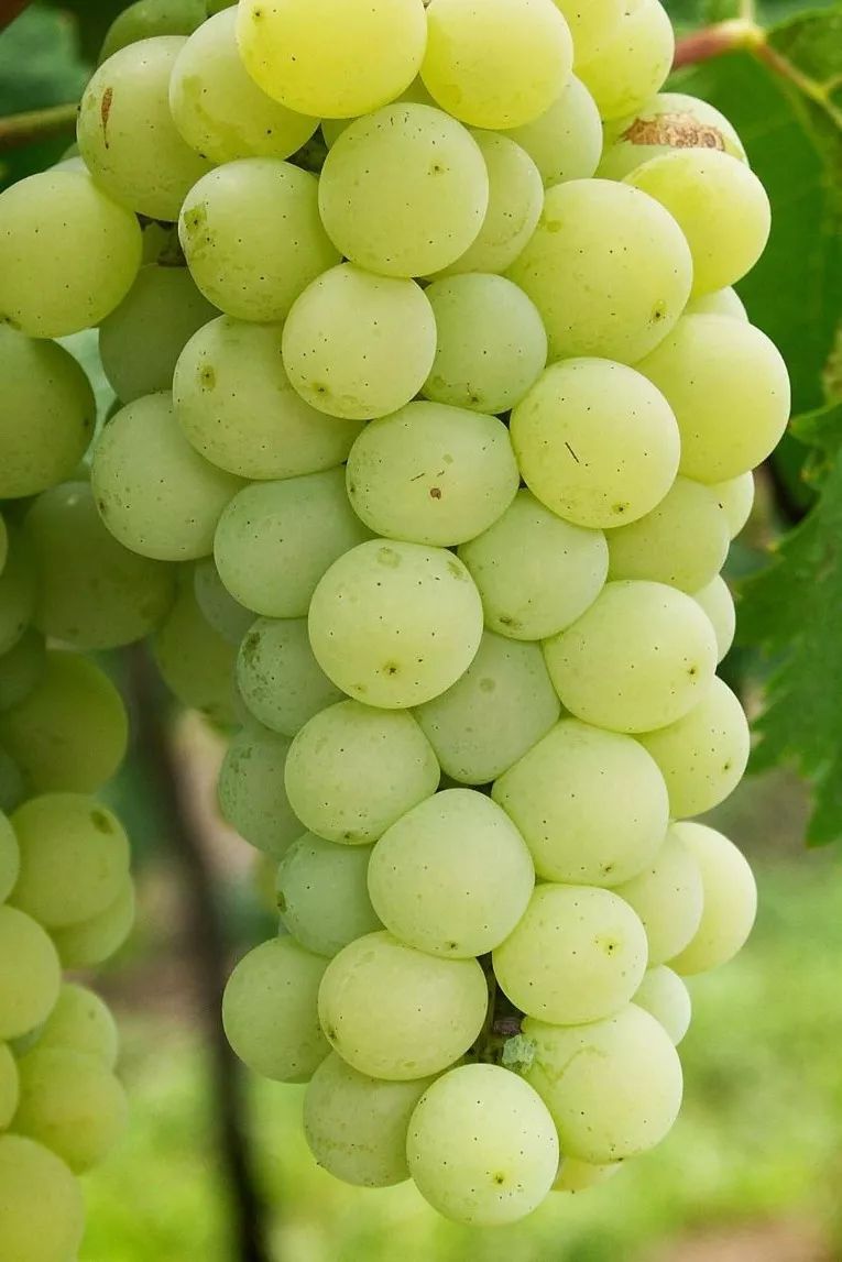 日月洲甜香正浓第二季葡萄熟了