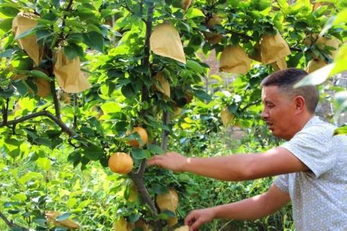 梨树镇保河社区吴道武:外出务工18年 返乡种梨富群众