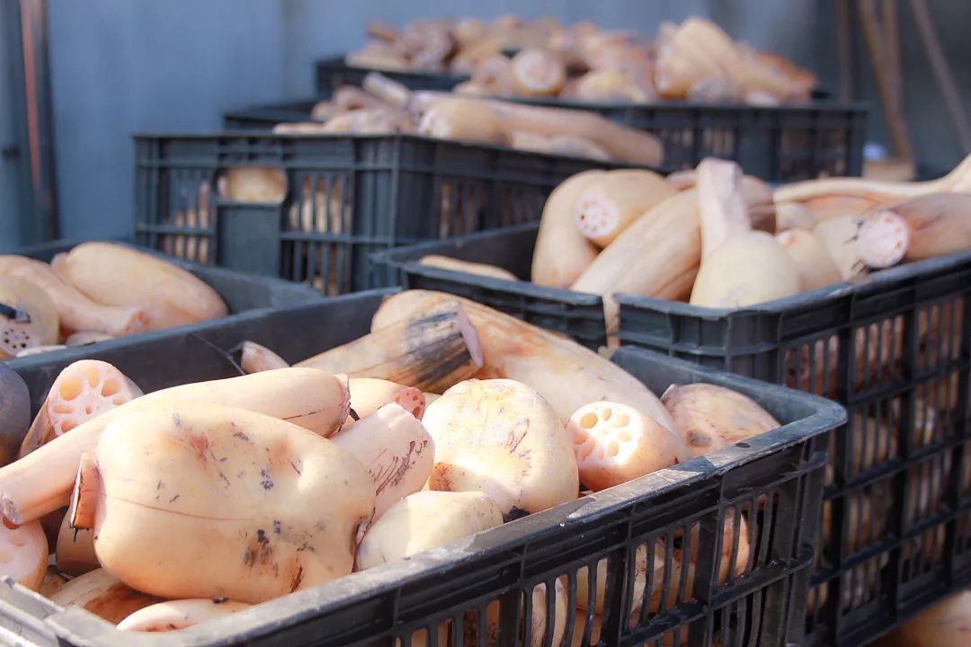 10斤有机雪藕才能做出1碗藕面吃三碗也不怕胖