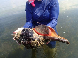 巨型海螺躺在沙滩上游客满脸疑惑看着这货能吃吗