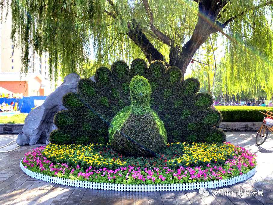 涿州街头新景观!_花坛