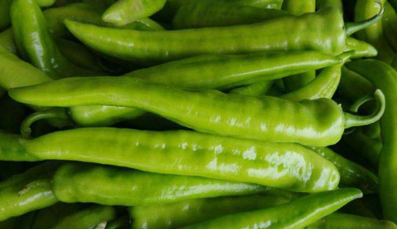 同乐壹号黄皮大椒黄皮尖椒种子