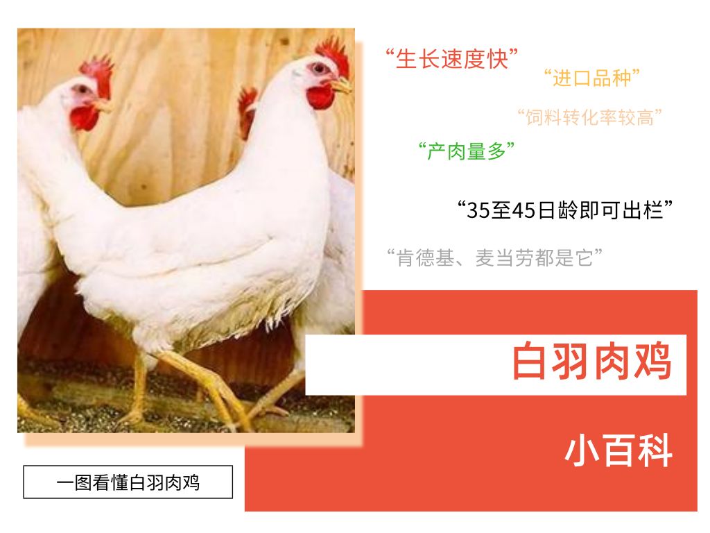 01在我国,肉鸡主要包括两大类,即白羽肉鸡和黄羽肉鸡