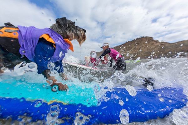 世界旅游日,携萌宠游全球