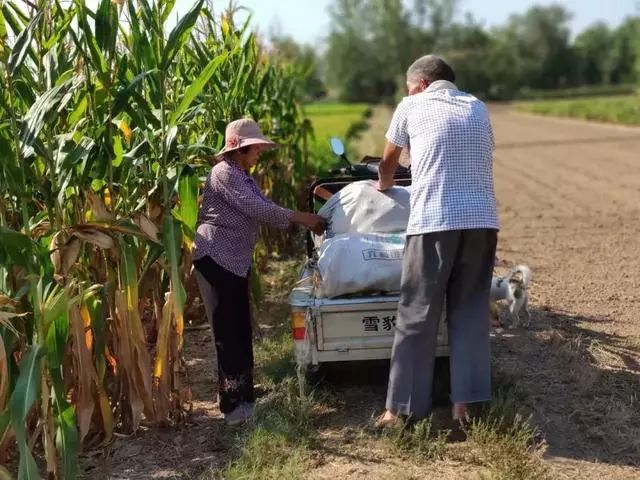 有一种幸福叫回乡下帮父母掰棒子