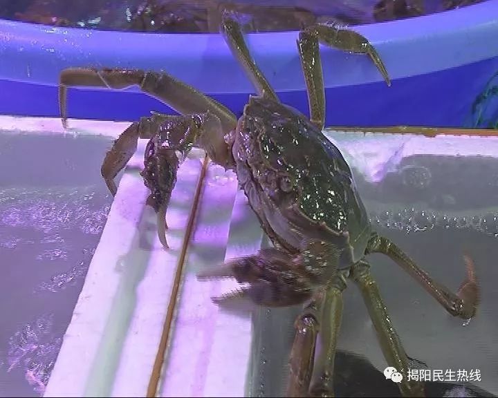 秋风起,"蟹"逅美味_螃蟹