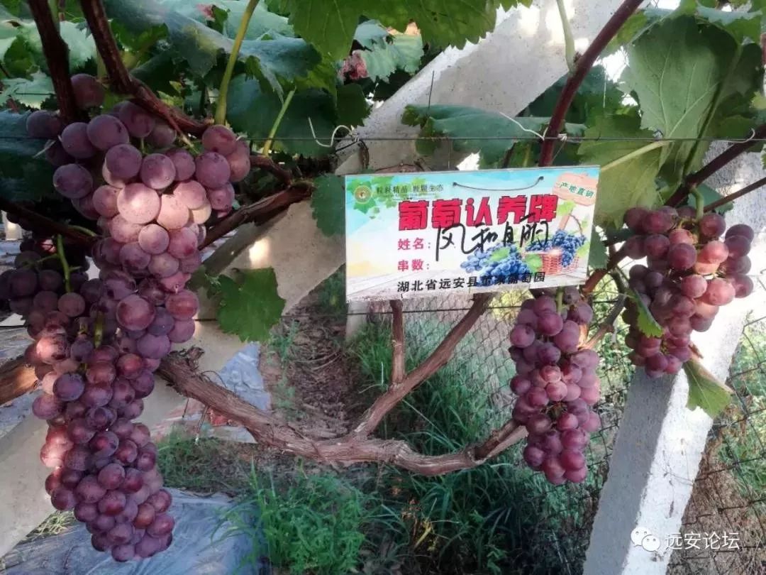 又到了董家葡萄认养的时节这不应该是很多人梦寐以求的事情吧见证它