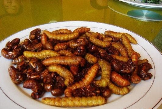 原创这虫子大家都害怕,既然上百元一公斤,是用来干嘛的?