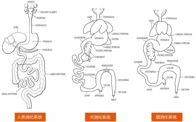 狗狗消化系统解剖图图片