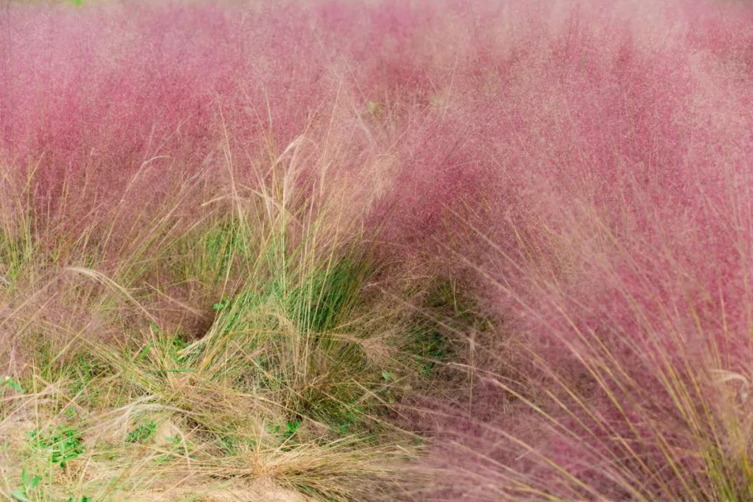 红打卡】9月29日 粉色童话|轻烟粉黛如梦花海 海上花田-粉黛乱子草