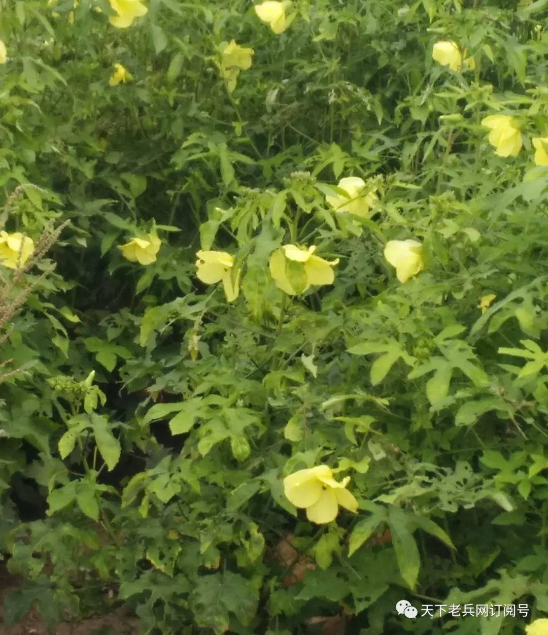 承担得起的,他需要找到一个既有效,又不需要花费巨大的方法来挽救自己