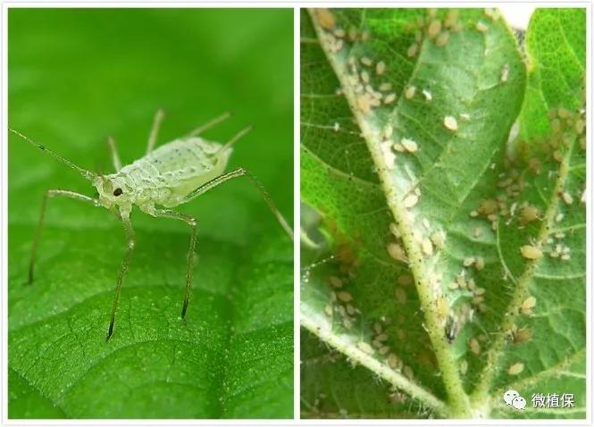 菜蚜体小质柔软,多以成虫和幼虫在菜叶上刺吸汁液,造成叶片卷缩变形