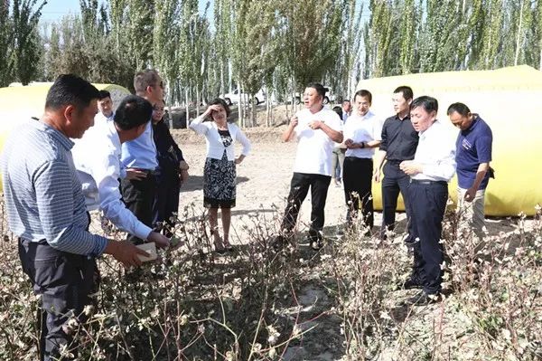 中泰头条中国邮政储蓄银行总行副行长姚红一行赴新疆中