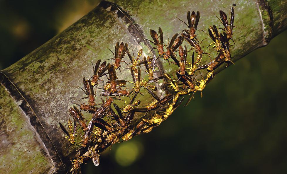 2,生态特征:胡蜂是社会性昆虫,一巢有蜂后,职蜂