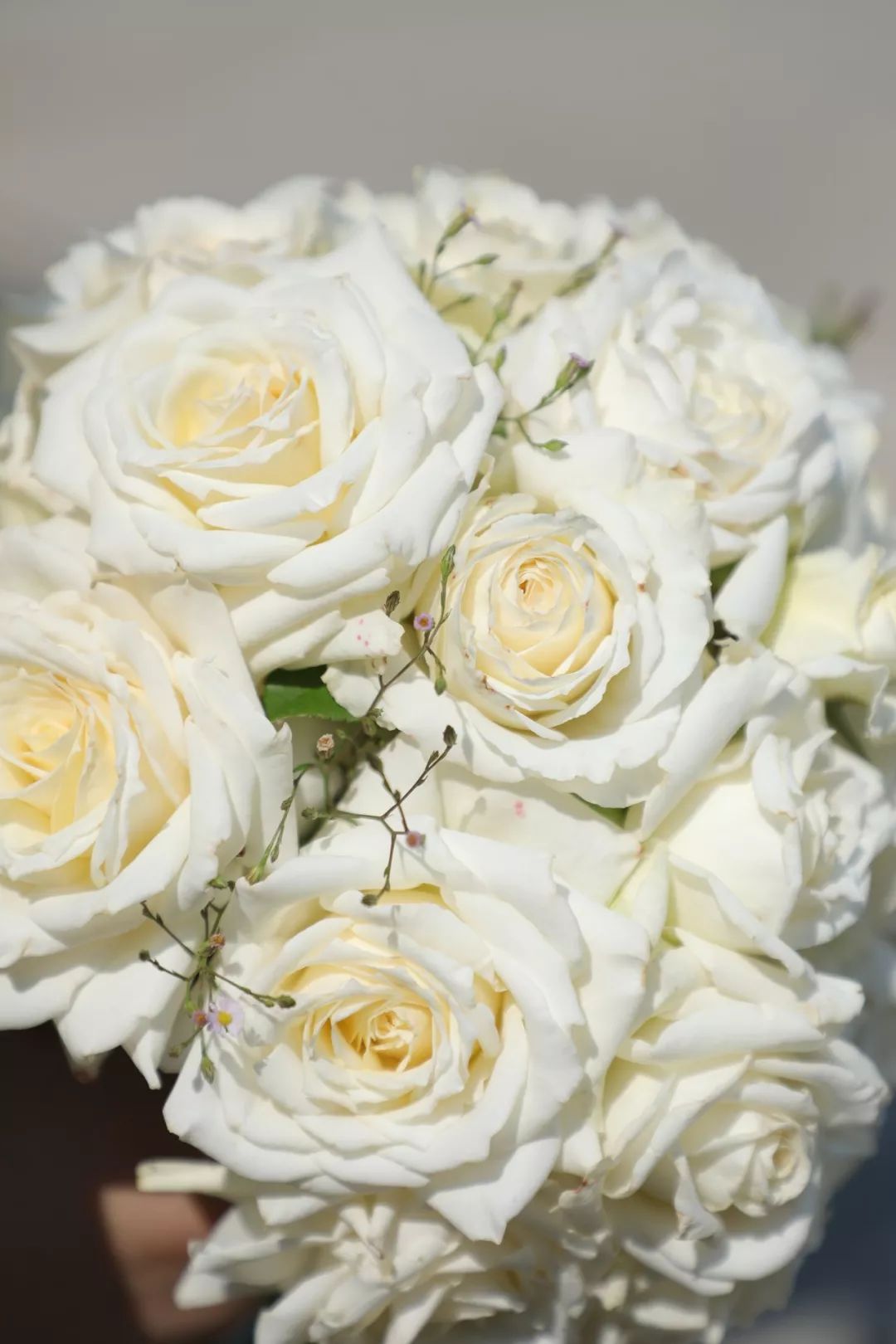 怎么从来没人提过这种白玫瑰超好看啊