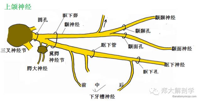 体表神经解剖:三叉神经_进行