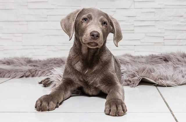 超稀有银色拉布拉多你见过吗?它们不被akc犬业协会承认却超贵