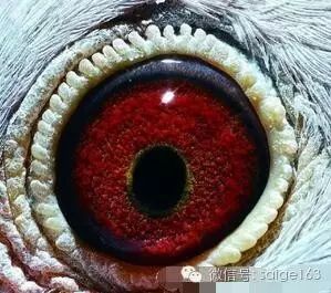 此类黄眼是黄眼中的中上等眼砂