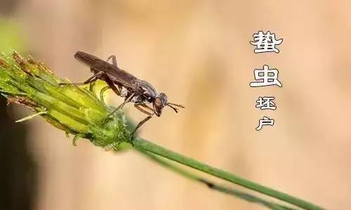 秋分二候—蛰虫坯户