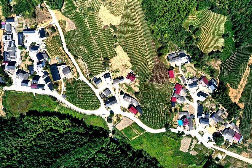 国庆节前夕,记者走进省级美丽乡村黄山区乌石镇茶儿垅村,只见溪流清澈