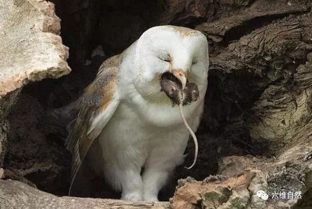 猴面鹰吞食老鼠后露出嘚瑟的笑容怕人分不清猴面鹰和猫头鹰