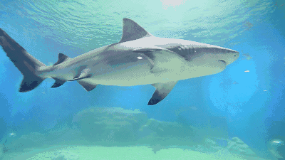 大海马:会带孩子,才是新时代的"暖男"