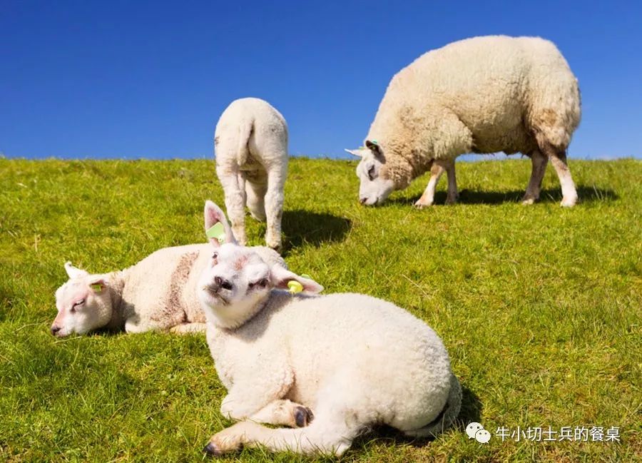 食史百味烤串香千年火锅煮青史羊肉