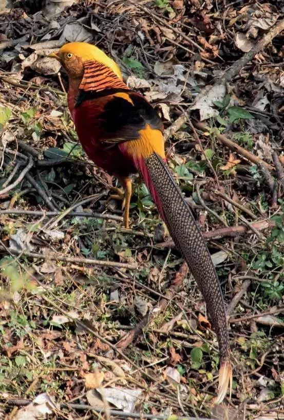 神农架存在的一些中国鸟类特有种,主要有白冠长尾雉,红腹锦鸡,灰胸