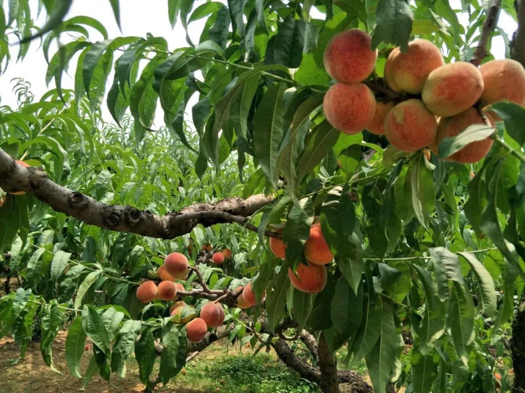 一口爆汁的幸福感,谁能抵挡喜欢吃桃子的小伙伴们别!再!迟!疑!