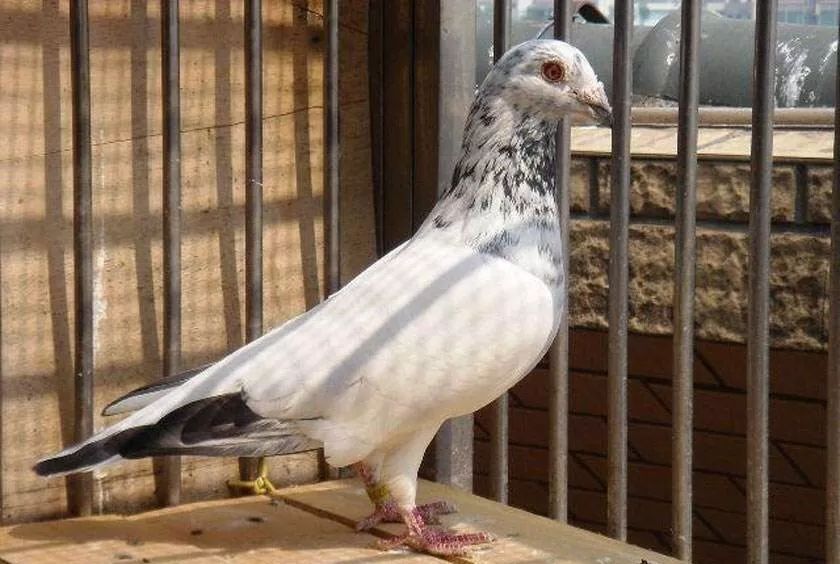 眼砂:黄眼羽色:白麒麟花环号:nl91-1122331性别:雄鸽鸽名:兆尊苍白