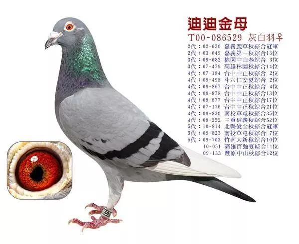 名鸽台湾名家赖铭涺的引种之路和他的超级种鸽群
