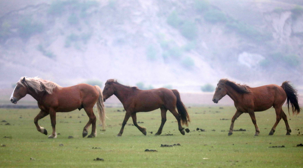 大草原上飞奔的马带你领略草原上景色的美
