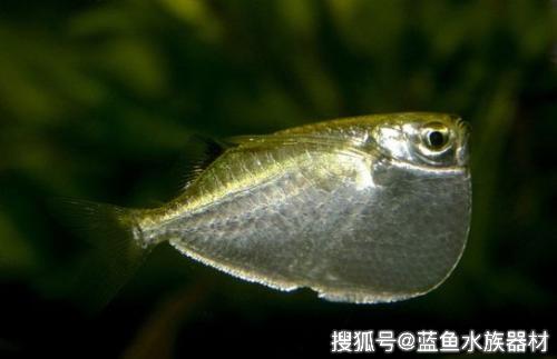 石斧鱼有什么特征如何饲养