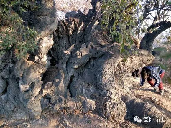 【宜阳赵保】震撼！南山一棵距今2000年的树王（大橿子树）_阳光中