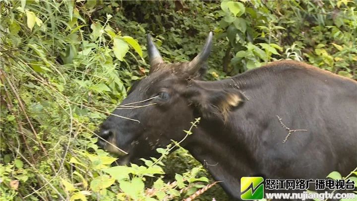 草果,重楼,独龙鸡,独龙牛等种养殖特色产业让不少独龙族群众的钱袋子