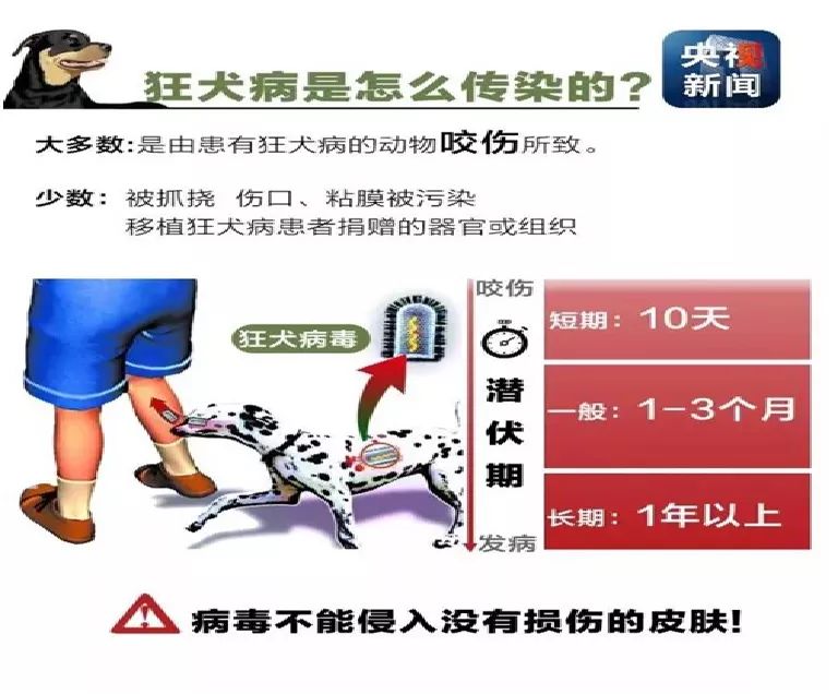 打破狂犬病背后的恶魔谣言!