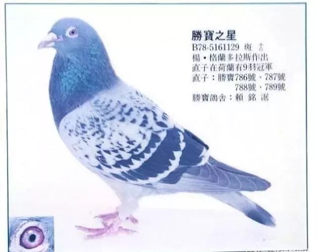 名鸽台湾名家赖铭涺的引种之路和他的超级种鸽群