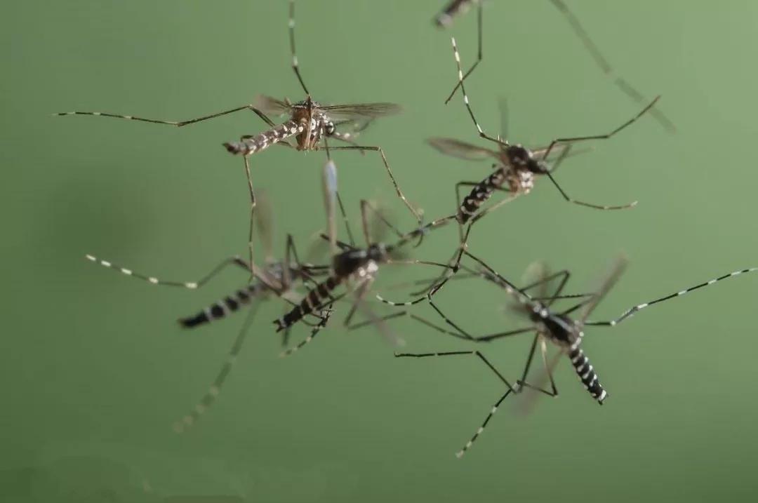 亚洲虎蚊:亚洲虎蚊的攻击性极强,它们就是我们俗称的夜蚊子,可以说