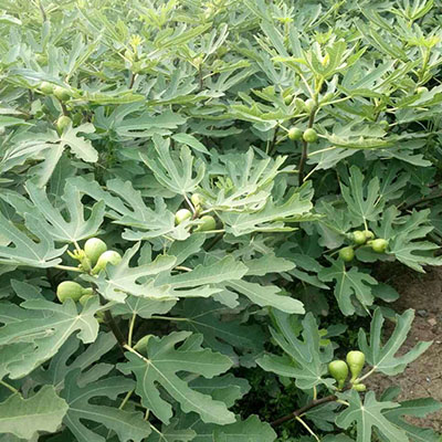 金傲芬无花果,一个受到众多消费者喜爱的品种