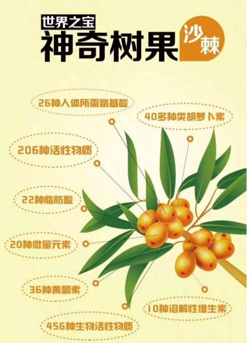 为什么要喝沙棘附沙棘12大营养成分